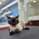 꼬리치랑개 이미지