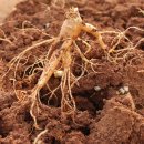 부건농장 이미지