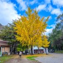 황금빛 민박 이미지