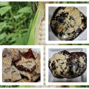 맛있고 약성좋은 옥수수갱엿 두분께 찬조합니다 이미지