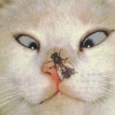 어쭈구리 이미지