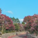 지에스25 제주남원점 | 제주 동백수목원 1월 동백 절정 후기｜서귀포 남원 포토스팟 + 주차·입장료·코스 정리