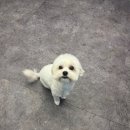 소울독 | 천안애견미용 소울독에서 우리 강아지 맡겨본 솔직 후기