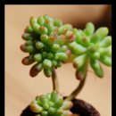 춤의정원 이미지