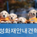 워킹퍼피 이미지