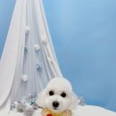 견생의하루 펫살롱 일산본점 이미지