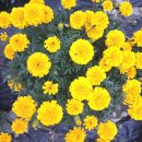 꽃차 소믈리에 2급(자격증과정) 이미지