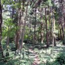 천년숲서로 이미지