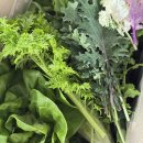 싱그린 | 단지하우스 <모듬 쌈·샐러드 채소 꾸러미> 12월 싱그린박스 • 크리스마스 연말 채소 선물 택배