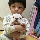 토실돼지
