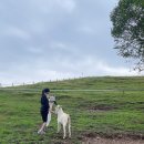 태성목장 이미지