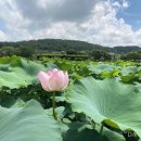회산백련지 관리사무소 네이버블로그