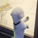 신촌애견미용실 이미지