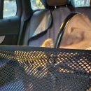 편안한 동물병원 | # 🐾 반려견과 함께한 편안한 이동 🚗 - 부천현대동물병원 → 성북구 정릉