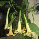 낭천가든 이미지