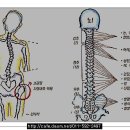 틀어진 골반 꼭 바로잡아야 하는 이유 910 이미지