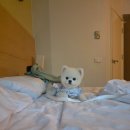 발리애견호텔 | 애견동반 태국 푸켓 여행 펫프렌들리한 이비스 카타 호텔 선데이 마켓 야시장 너티누리스 해피아워