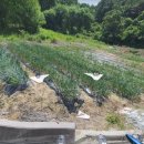 사방염소농장 이미지