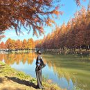 순창 메타세콰이어길 | 담양 메타세콰이어길 가을 단풍 명소 주말 나들이 포토존 후기