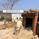농장다리 | 강릉 여행 아기랑 가볼만한 곳 | 대관령아기동물농장 방문 후기(주차장, 가격, 알파카, 먹이주기)