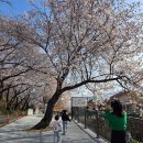 살아생전꼭먹어봐야하는은성식당 | 하동, 구례 벚꽃여행 하동십리벚꽃길 하동배명품거리 구례서시천 숨은명소 실시간개화상황