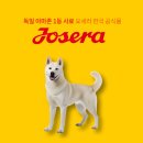 진도견나라 | 💛요세라독 견종백과💛대한민국을 대표하는 토종개 &#39;진돗개&#39; 특징,성격, 주의 할 사항!