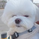 조아하멍 이미지