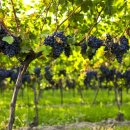 이종섭 농장 이미지