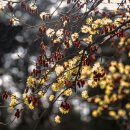 이천산수유마을 이미지