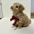 예뻐지개냥 이미지