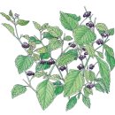 까마중(Black Nightshade) 이미지