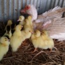 용골농장 이미지