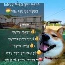 뛰어놀개 애견펜션 | [인천영종도] 소형견부터 대형견도 갈수 있는 독채애견펜션에서 우리아이 눈치보지말고 뛰어놀개~~