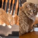 뚱보 고양이 이미지