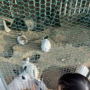 숲에서 온 유정란 | 인천어린이체험 피크닉하우스, 추운 겨울 아이와 가볼만한곳! 동물먹이주기+실내모래놀이 끝판왕