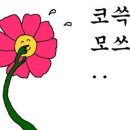 십자약국 네이버블로그