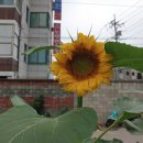 해바라기 행정사사무소 이미지