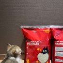 향이좋은친환경용품(4~6학년) | 고양이모래 추천｜미우타임즈 더 벤토나이트 스탠다드 6kg 솔직 사용 후기