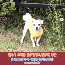 (말티즈,여아) 강아지를찾습니다. 전라북도 전주시 완산구 효자동 전주영생고/전주대 부근(잠깐사이 집을 나갔어요.) 이미지