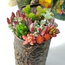 선아트농장 이미지