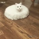 털보신집 | 로보락 S8 Pro Ultra 1년 사용 내돈내산 후기｜신혼집·고양이 털 제거 체감 솔직 리뷰