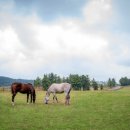 삼관목장 이미지