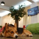 Kindergarten for dog 코리아헤럴드