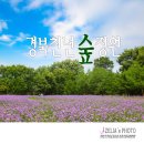 천년숲 이미지