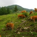 단양한우 목장 이미지