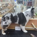 빛나개살롱 이미지