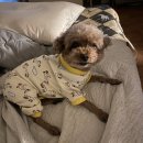 더 빛나개 이미지