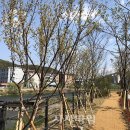 양지천 마평동 이미지