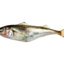 재미있는 역사이야기 이미지