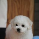 레이지 포 이미지